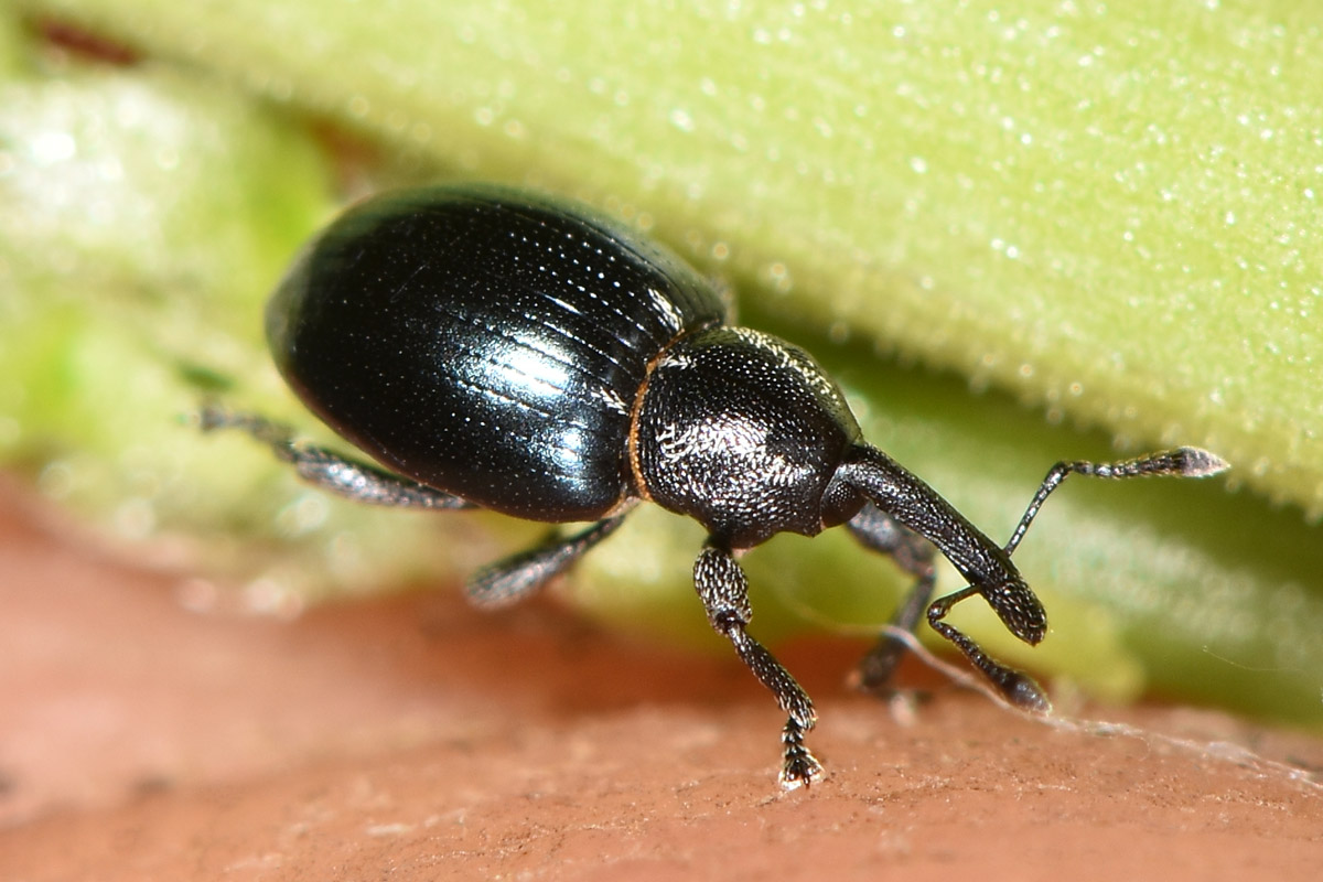 Curculionidae: Smicronyx cyaneus, su asparago